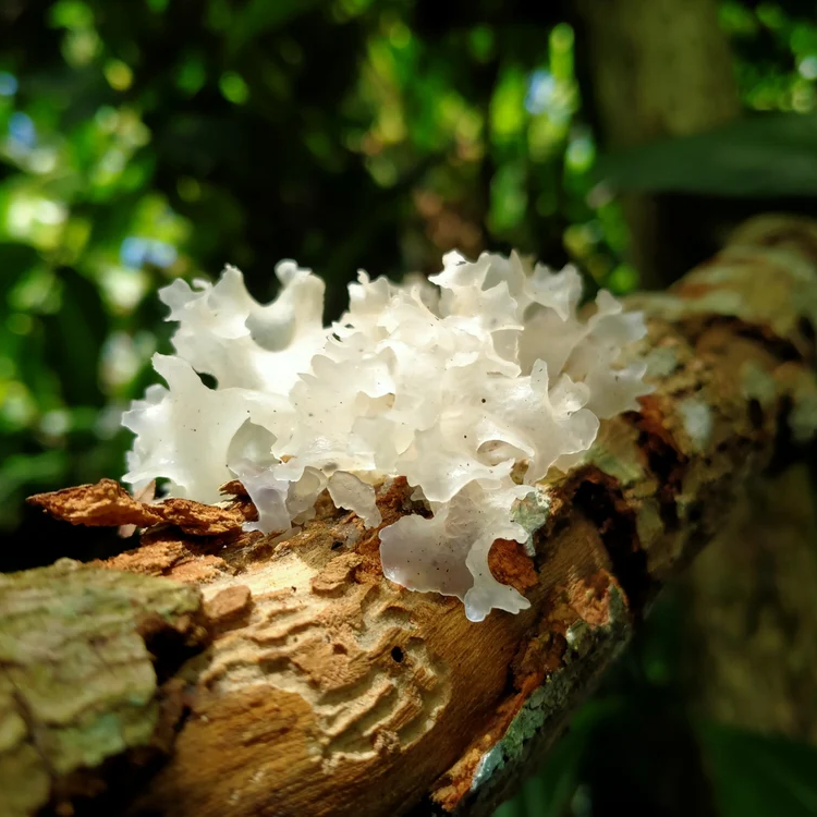 白雪菌（銀耳）