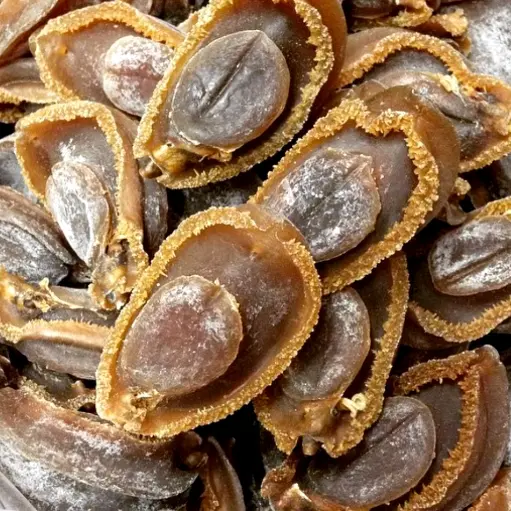 幹鮑魚（南非原產，3頭）