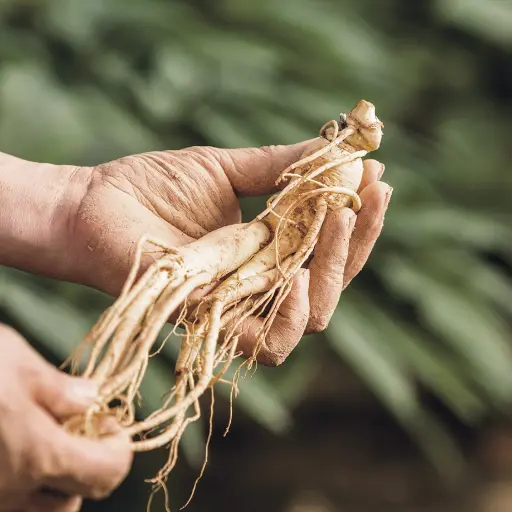 韓國紅參根（6歲）